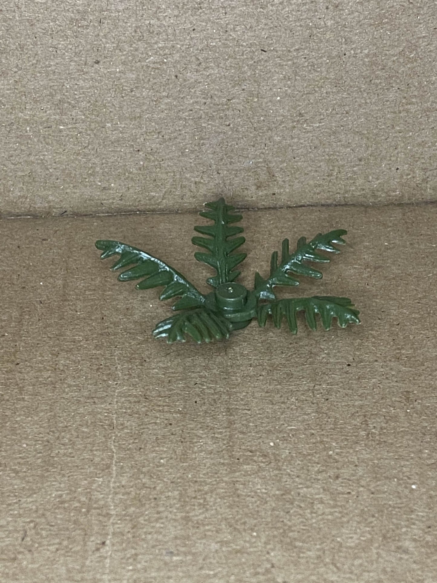 Ferns