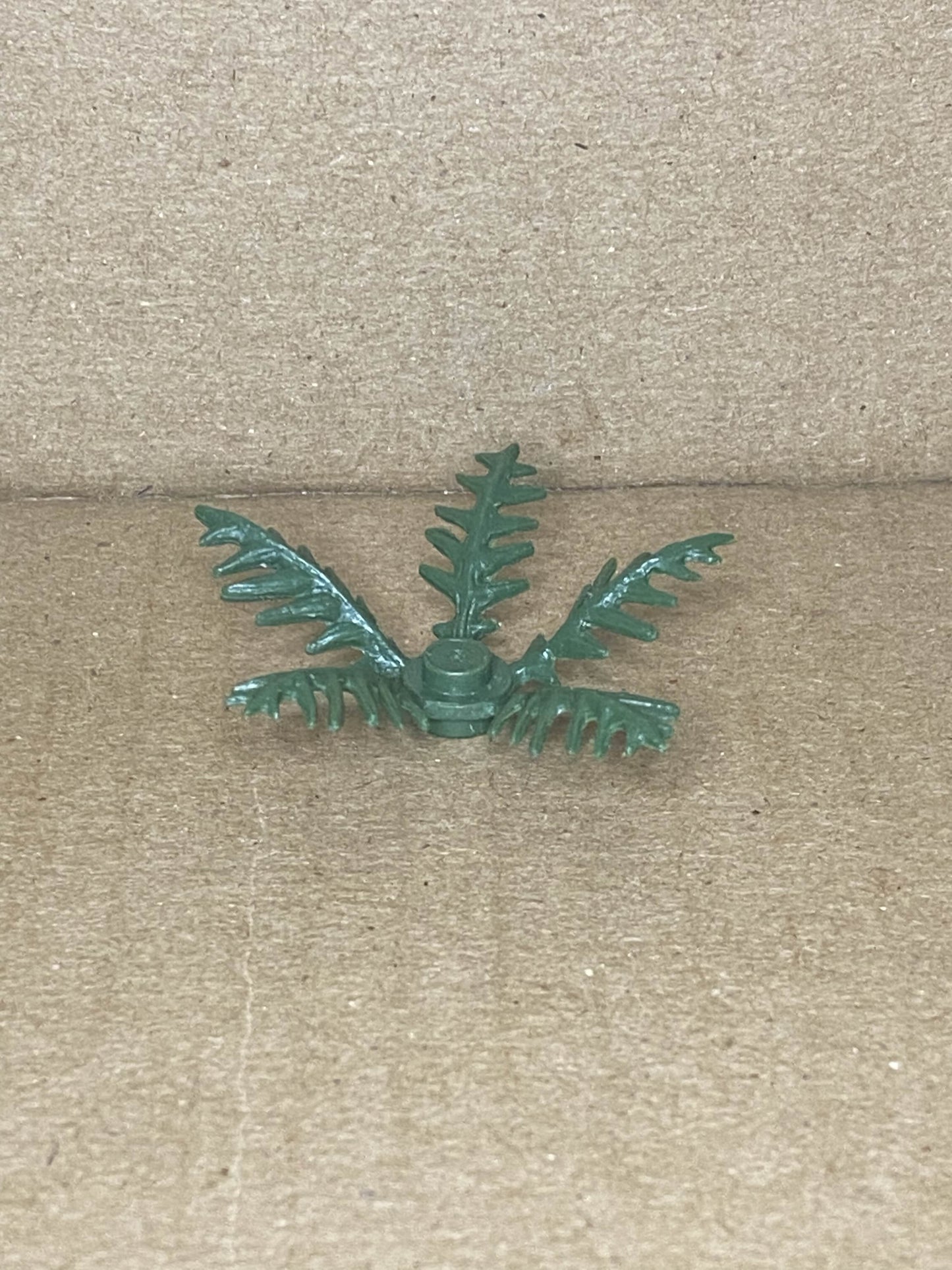 Ferns