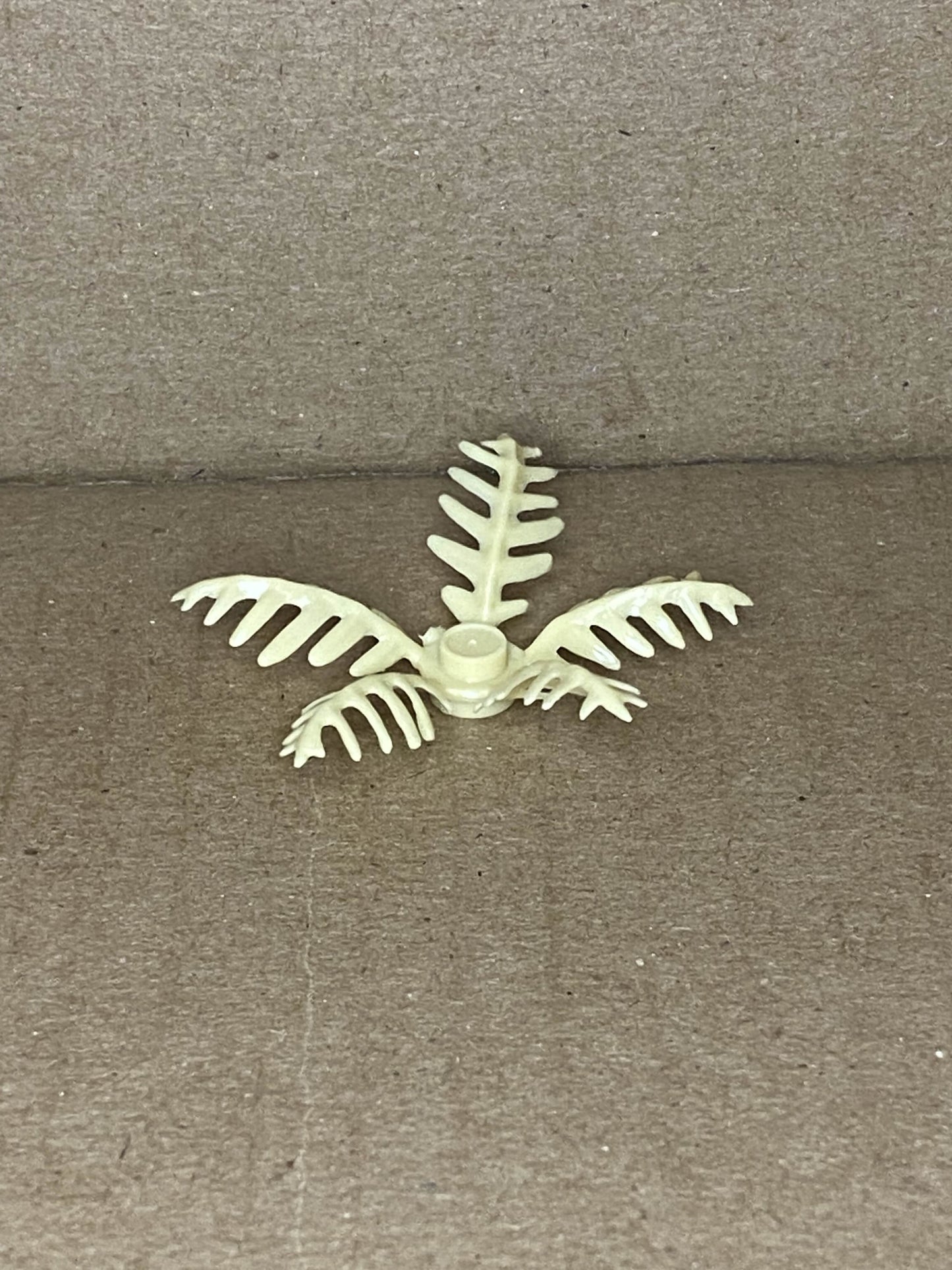 Ferns